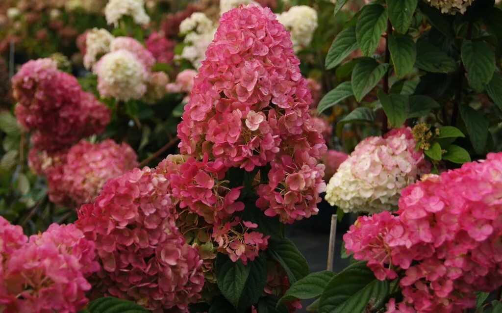 РЕД ВЕЛЬВЕТ (RED VELVET)