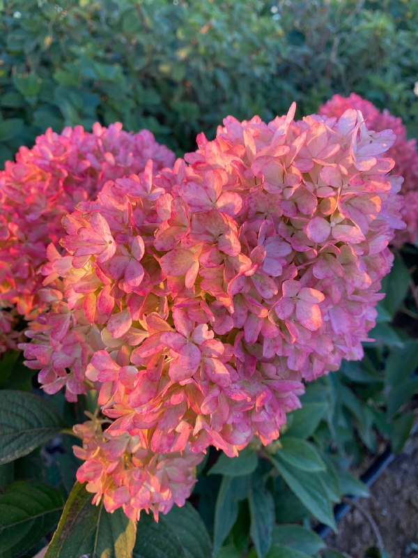 ПЕТИТ ФЛОРИ (PETIT FLORI)