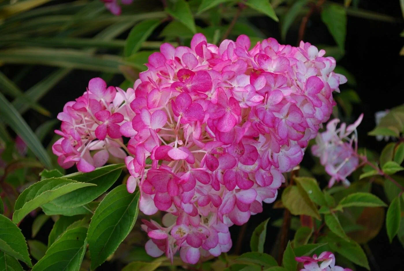 САНДЕЙ ФРАЙЗ (SUNDAY FRAISE)