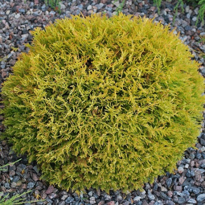 ТУЯ ЗАПАДНАЯ ДАНИКА АУРЕА ( DANIKA AUREА)