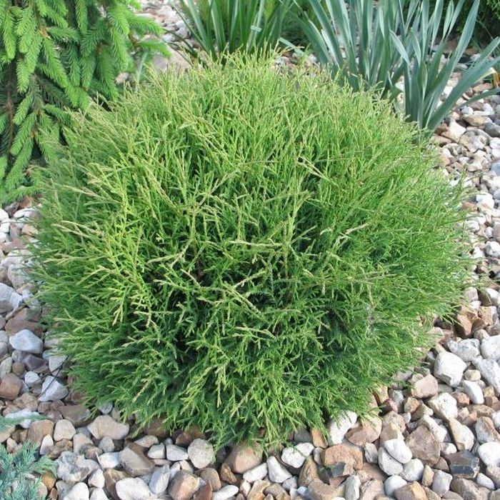 ТУЯ ШАРОВИДНАЯ МИСТЕР БОУЛЛИНГ БОЛЛ ( M. BOULLING BOLL)