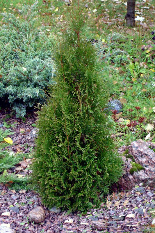 ТУЯ ЗАПАДНАЯ ПИРАМИДАЛИС КОМПАКТА ( PYRAMIDALIS COMPACTA)