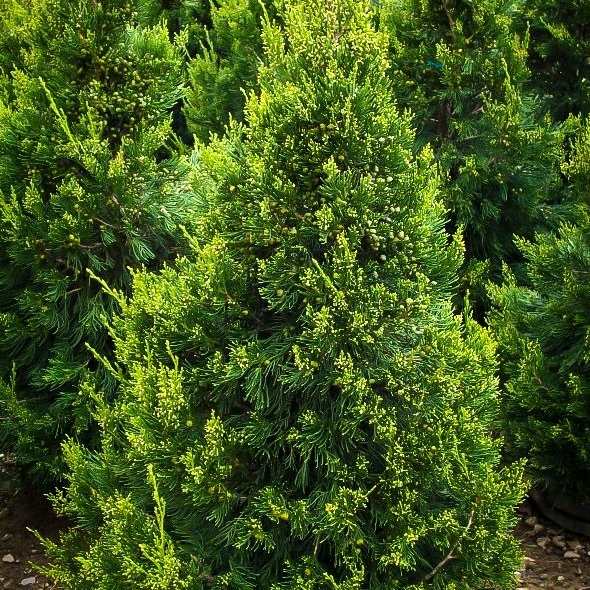 ТУЯ ЗАПАДНАЯ КОЛУМНА ( COLUMNA)