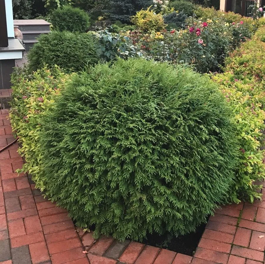 ТУЯ ЗАПАДНАЯ ГЛОБОЗА ( GLOBOSA)