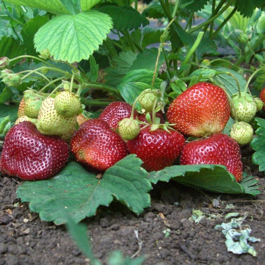 ЧАМОРА ТУРУСИ