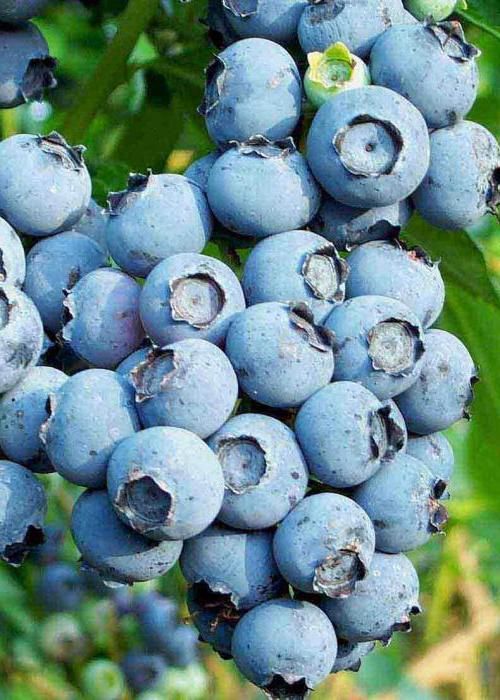 НОРД КАНТРИ