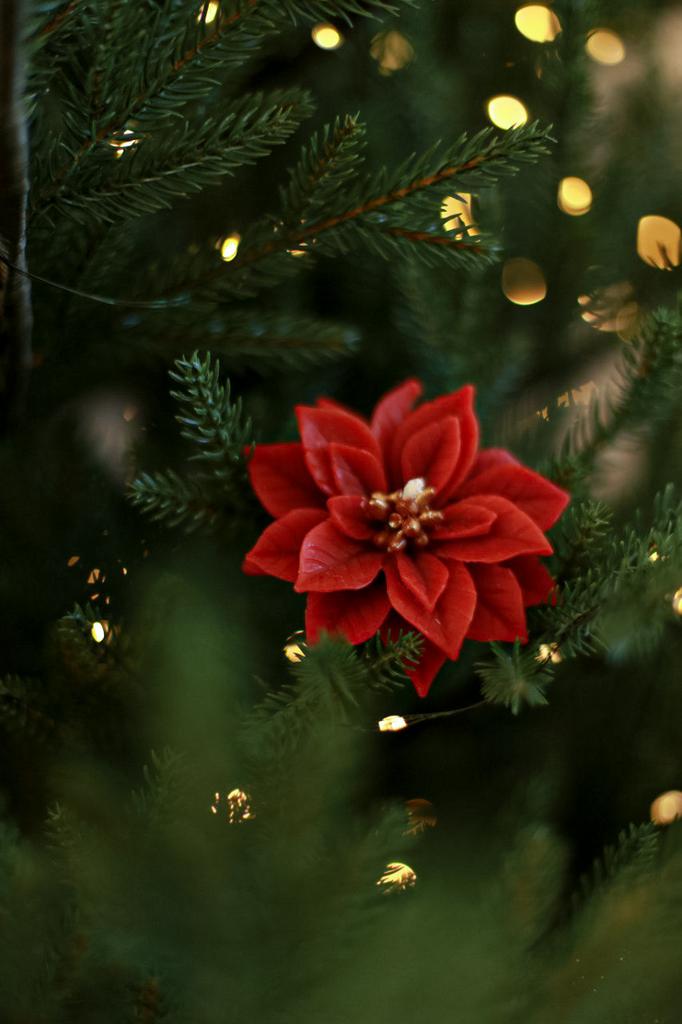 Пуансетия №1