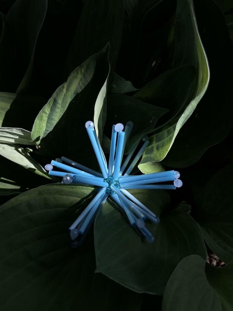 Астры голубые