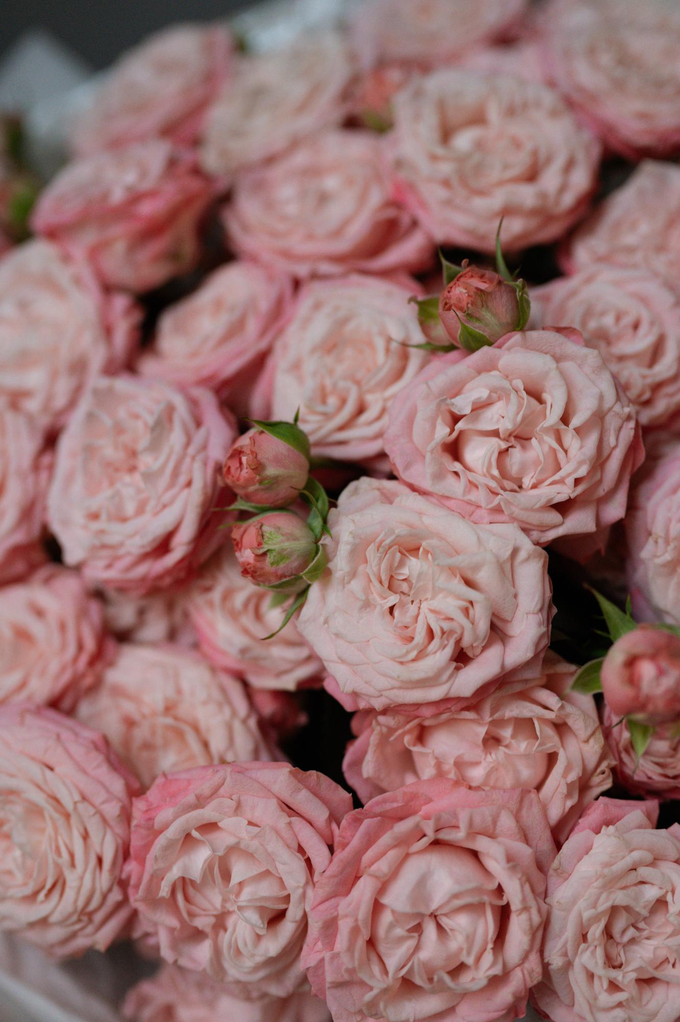 Моно-букет из пионовидных роз мадам Бомбастик