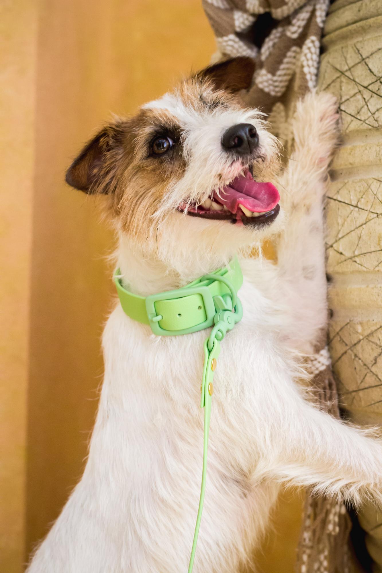 Ошейник из Биотана Marshmallow Green