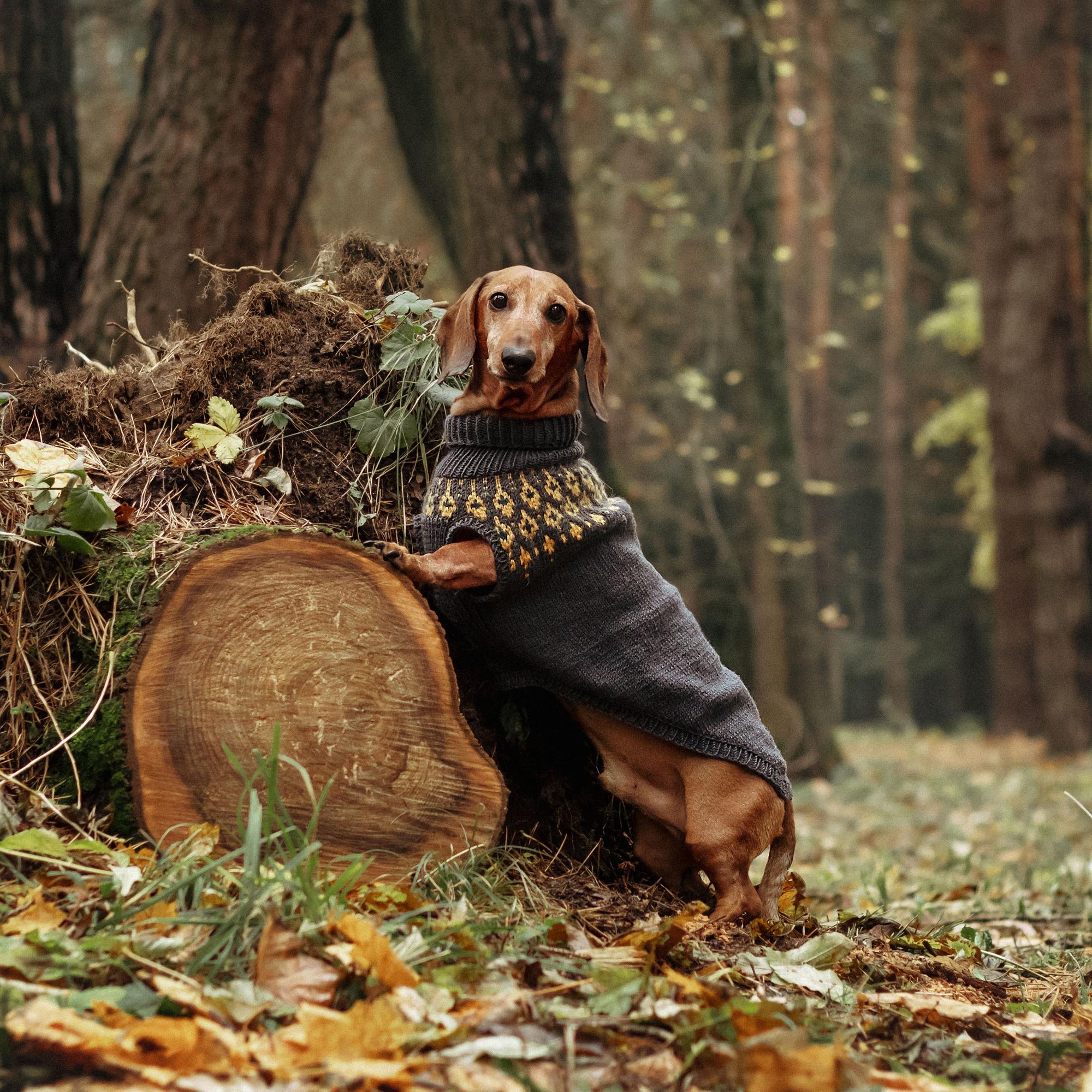 Свитер Северный лес