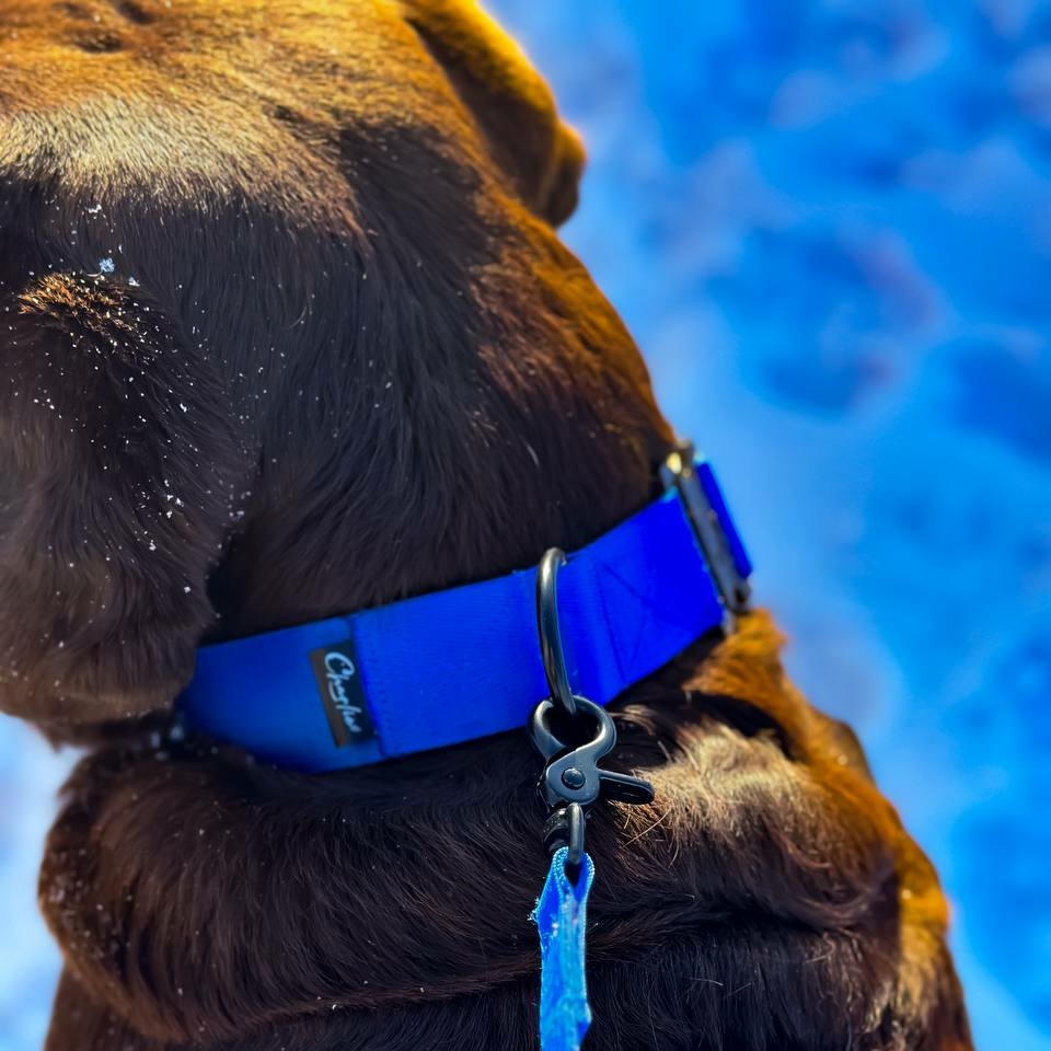 Ошейник Strong BLUE 45-60 см