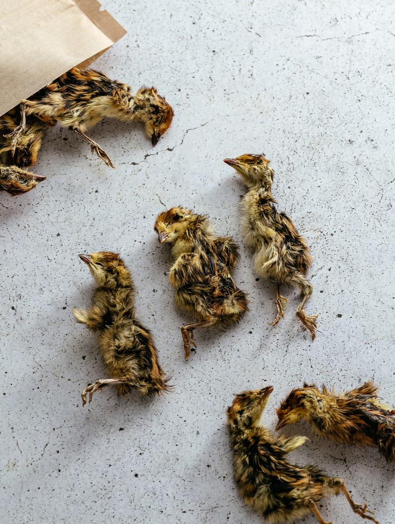 Однодневные перепела Dziki 100 г