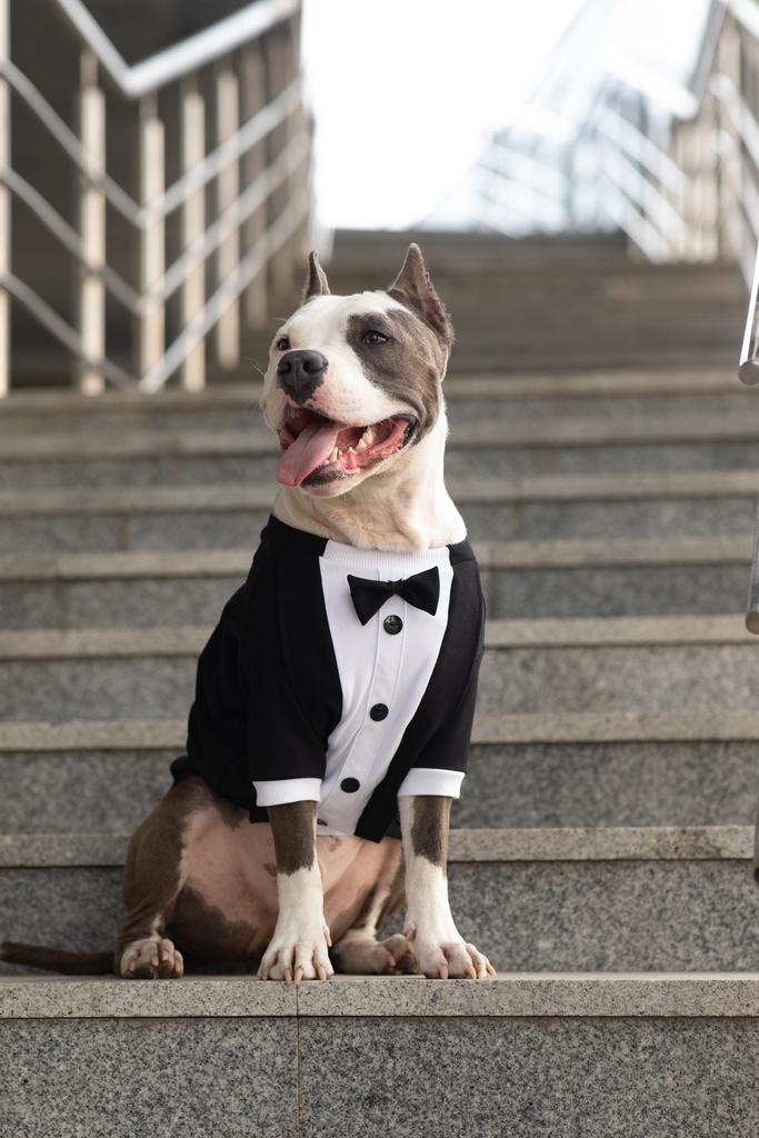 Смокинг для собак SONITA