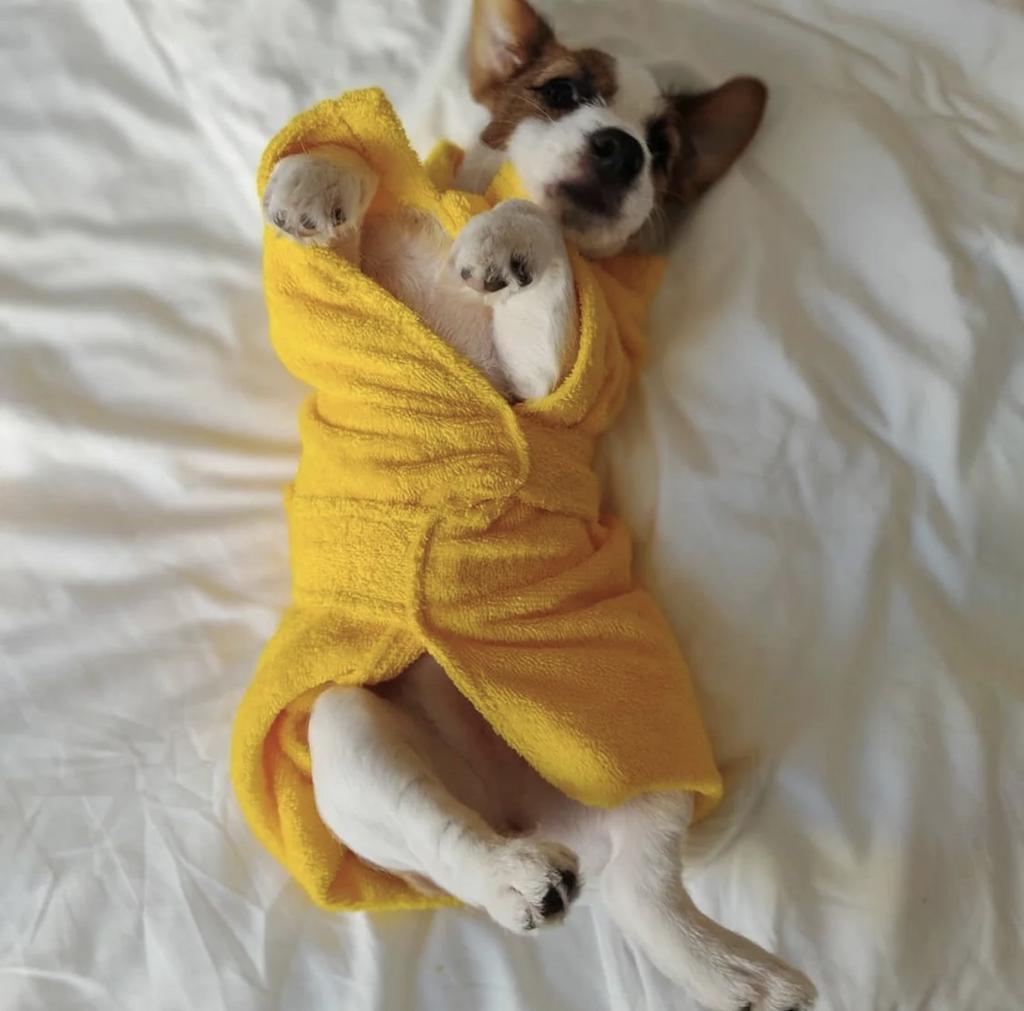 Халат для собак (жёлтый)