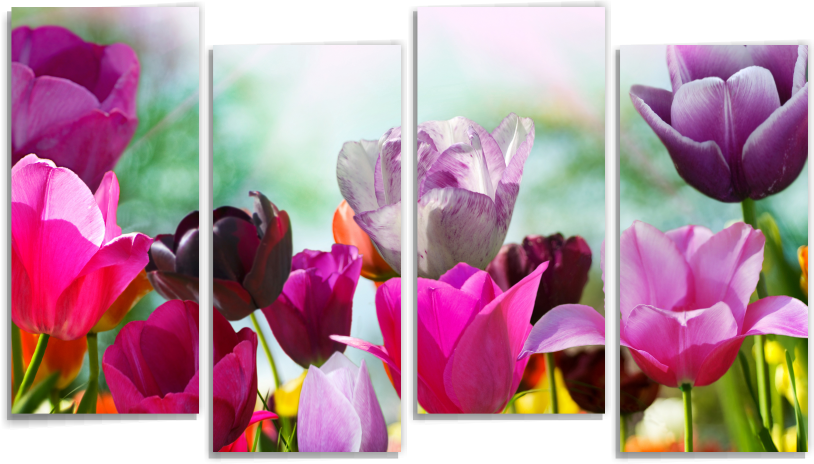 Тюльпаны М106