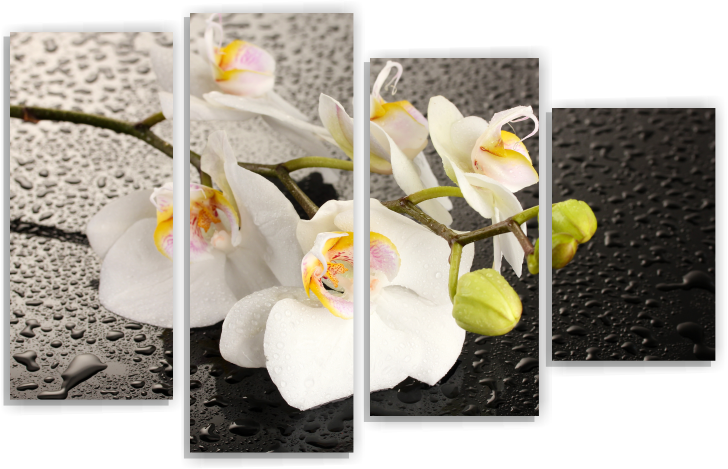 Орхидея М114