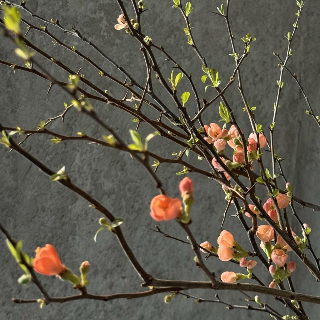 Цветущие ветки японской айвы