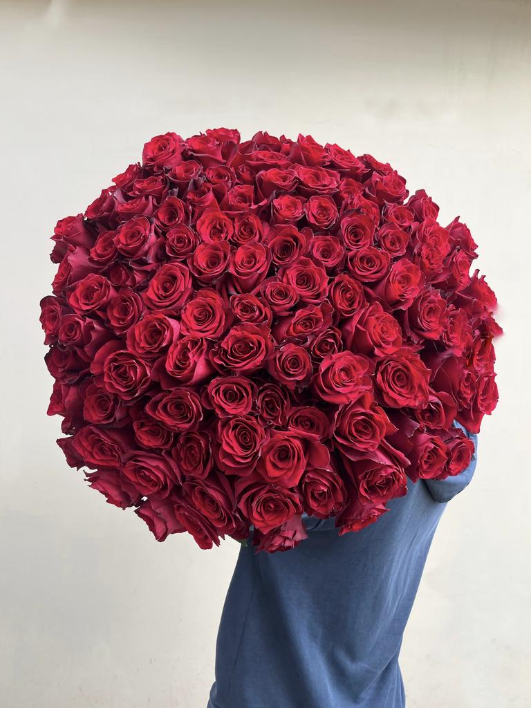 Роза Эксплорер Эквадор 60 см