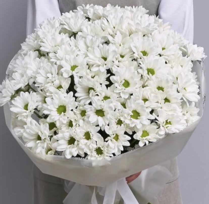 Кустовая хризантема Ромашка