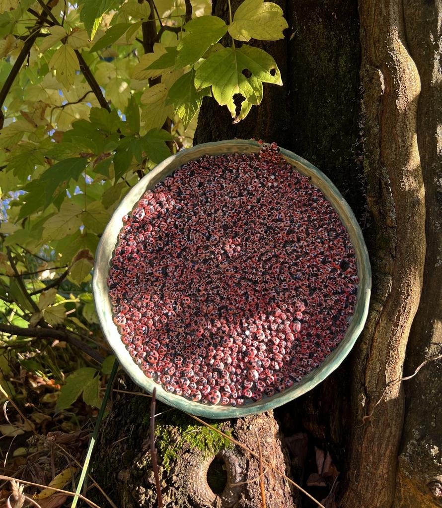 Блюдо "Божьи коровки"