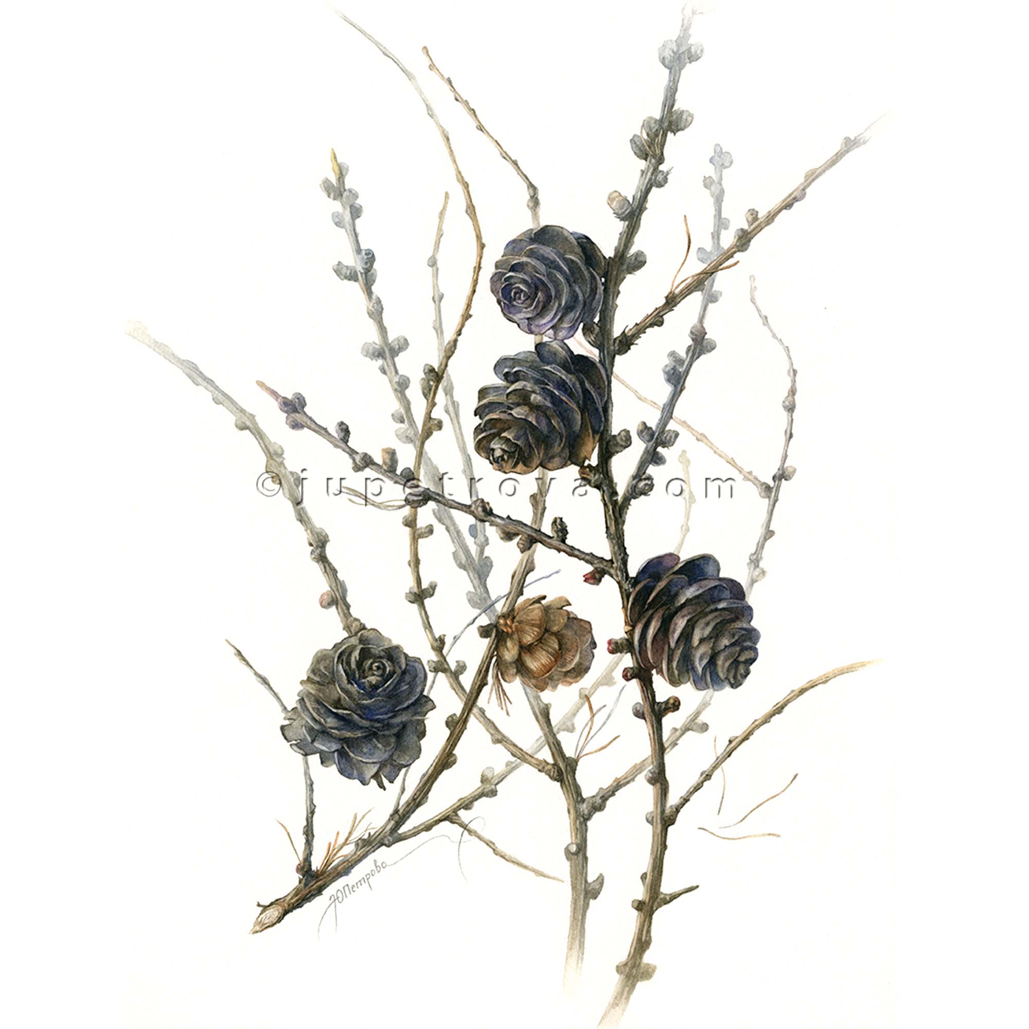 ЛИСТВЕННИЦА