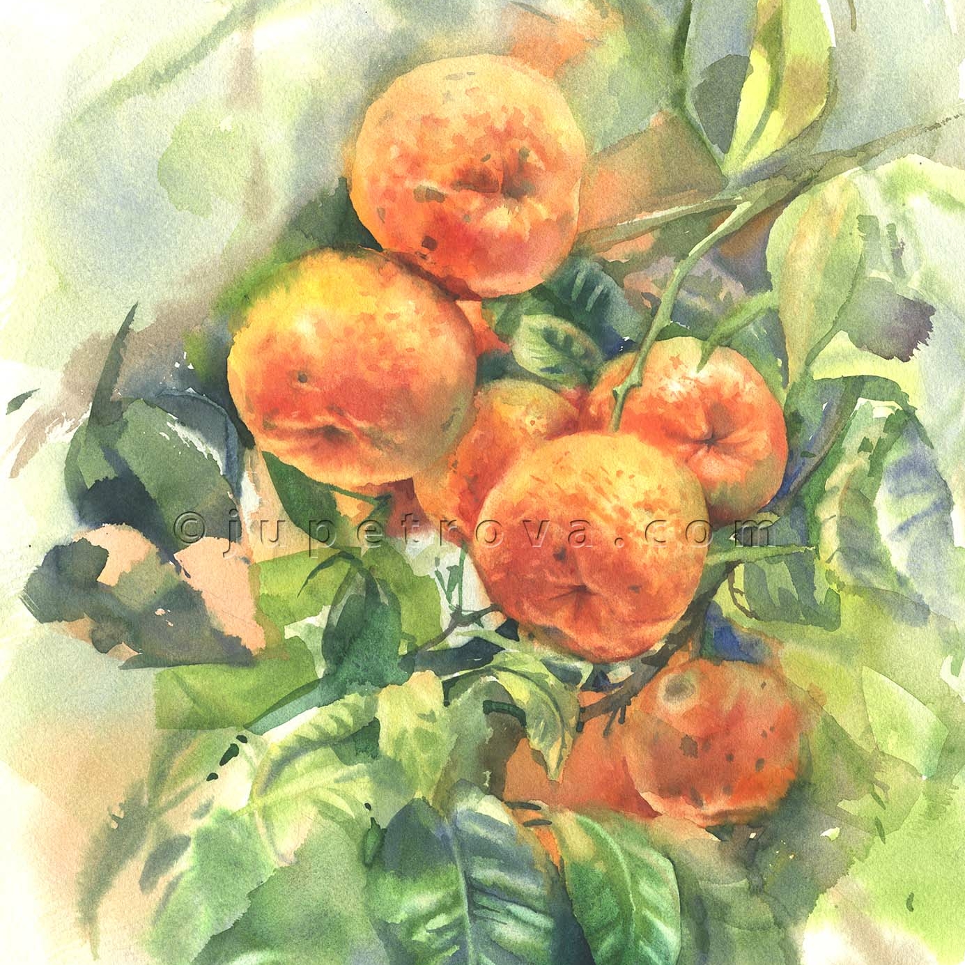 Мандарины Андалусии