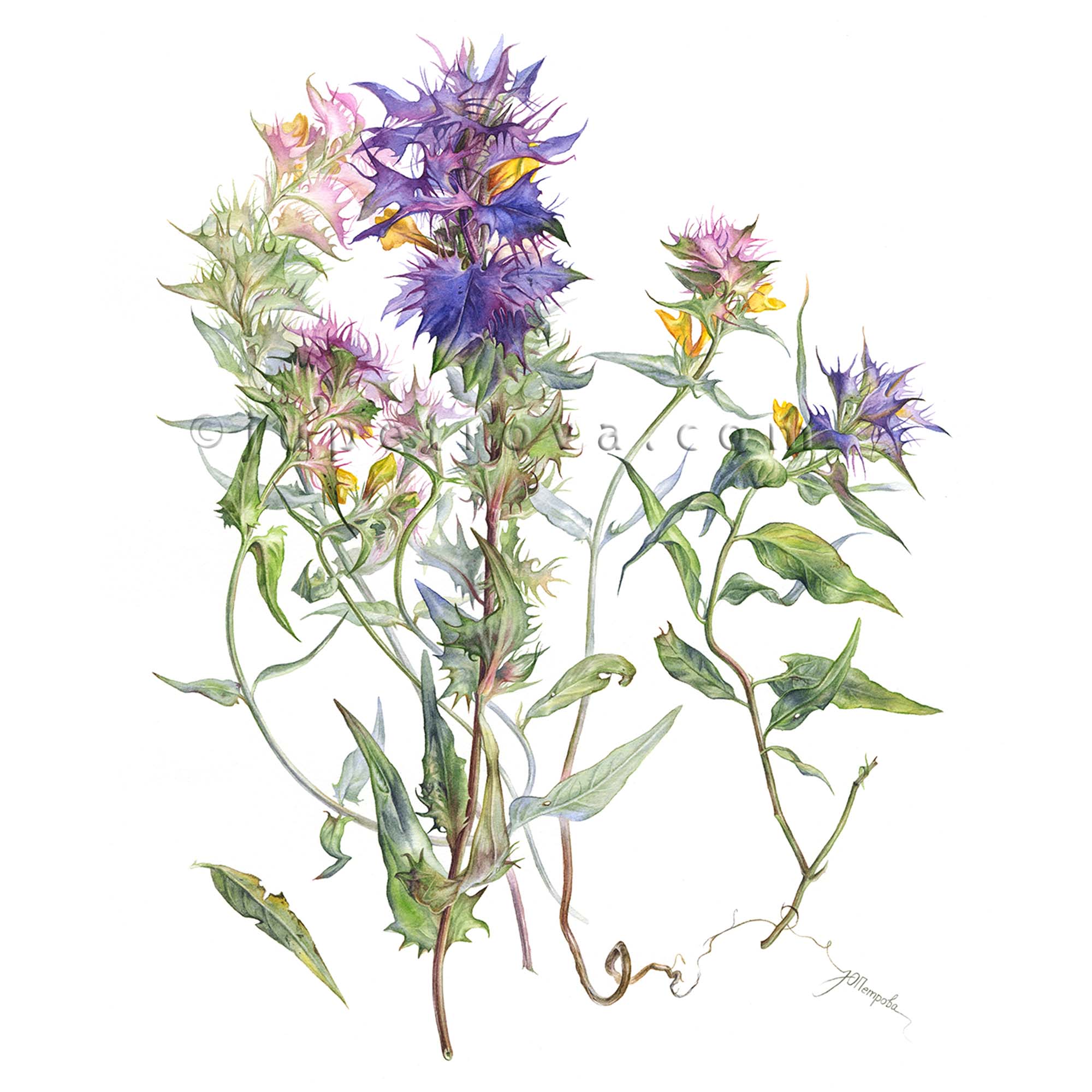 ИВАН-ДА-МАРЬЯ