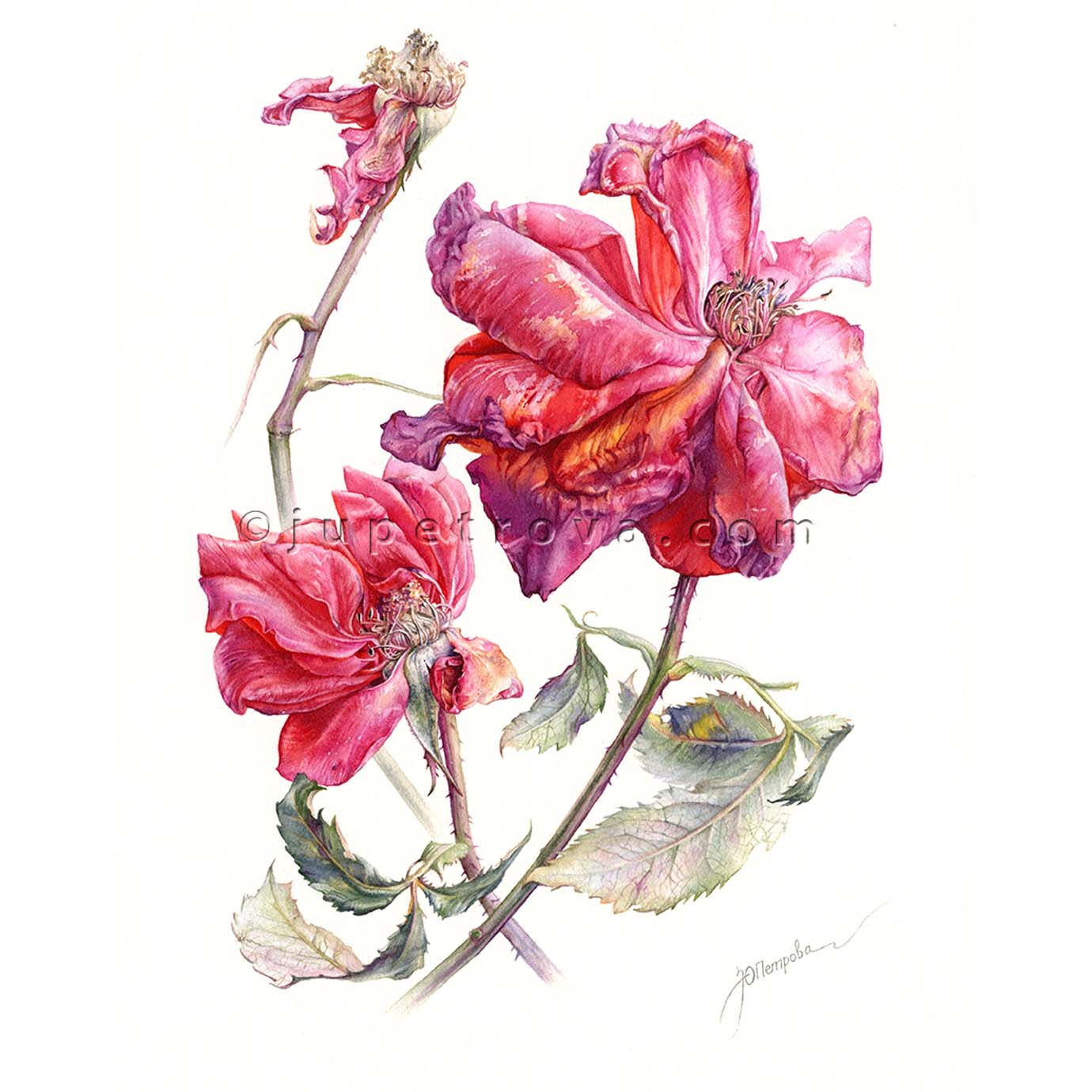 КРАСОТА УВЯДАНИЯ