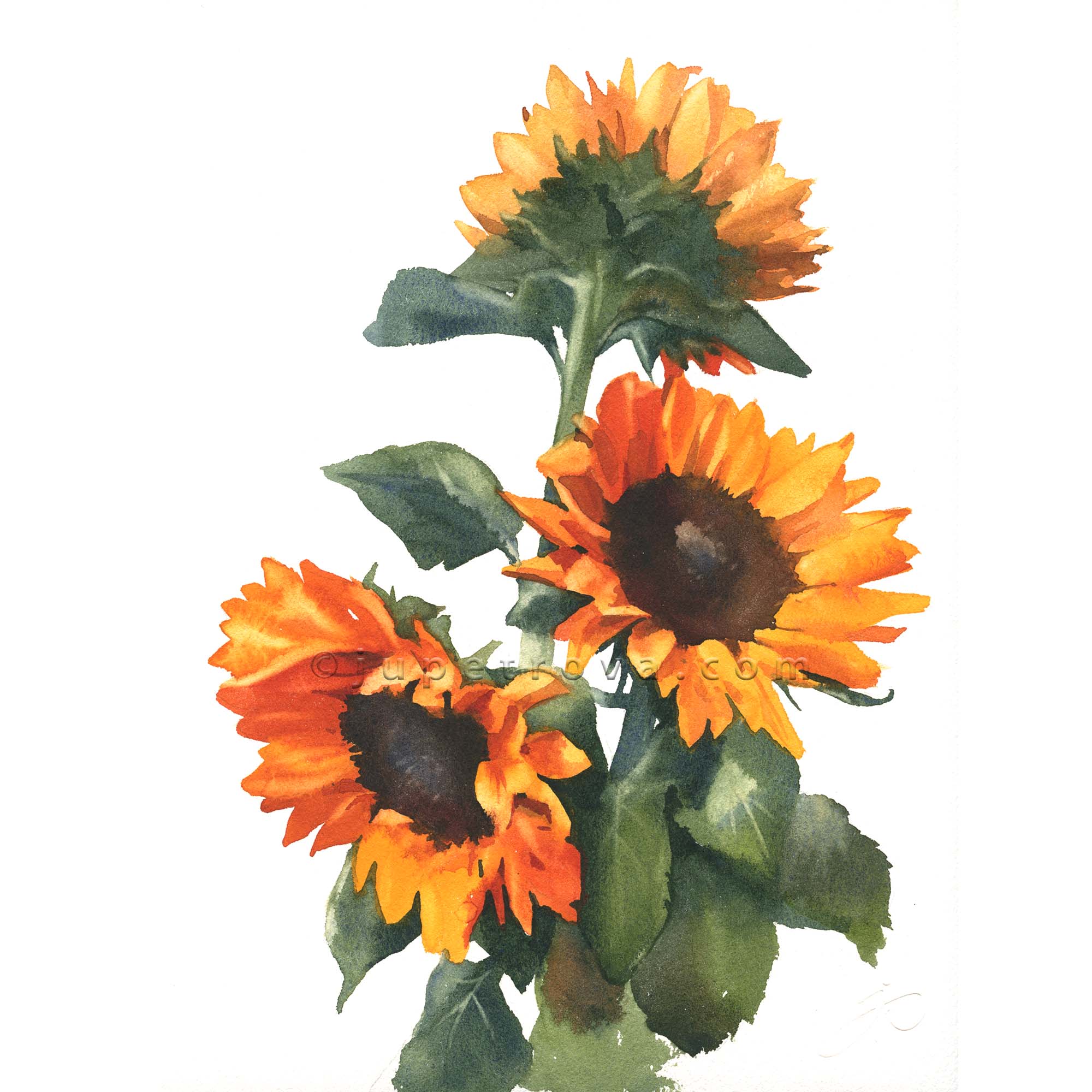 Подсолнухи