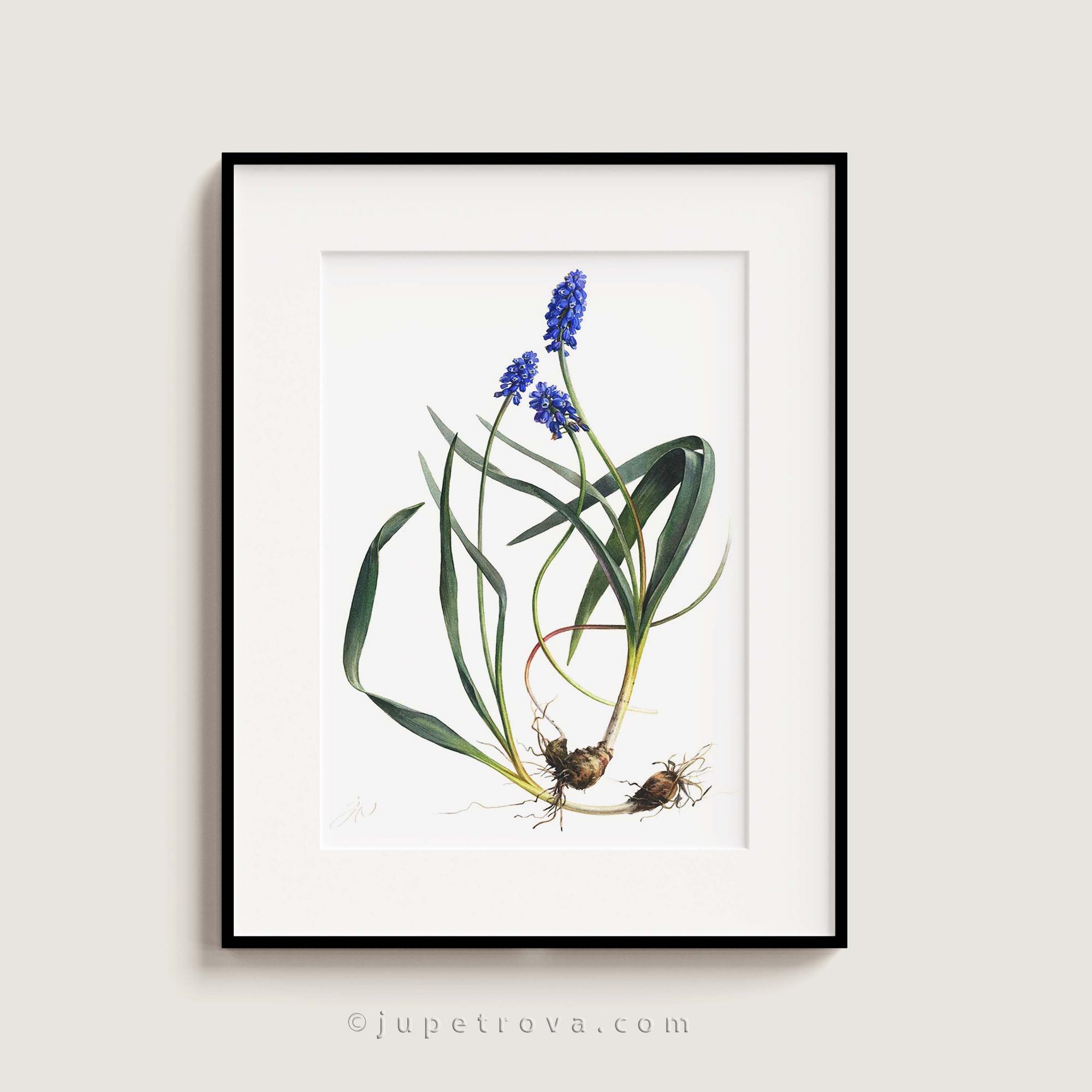 ВЕСЕННИЙ ТАНЕЦ МУСКАРИ