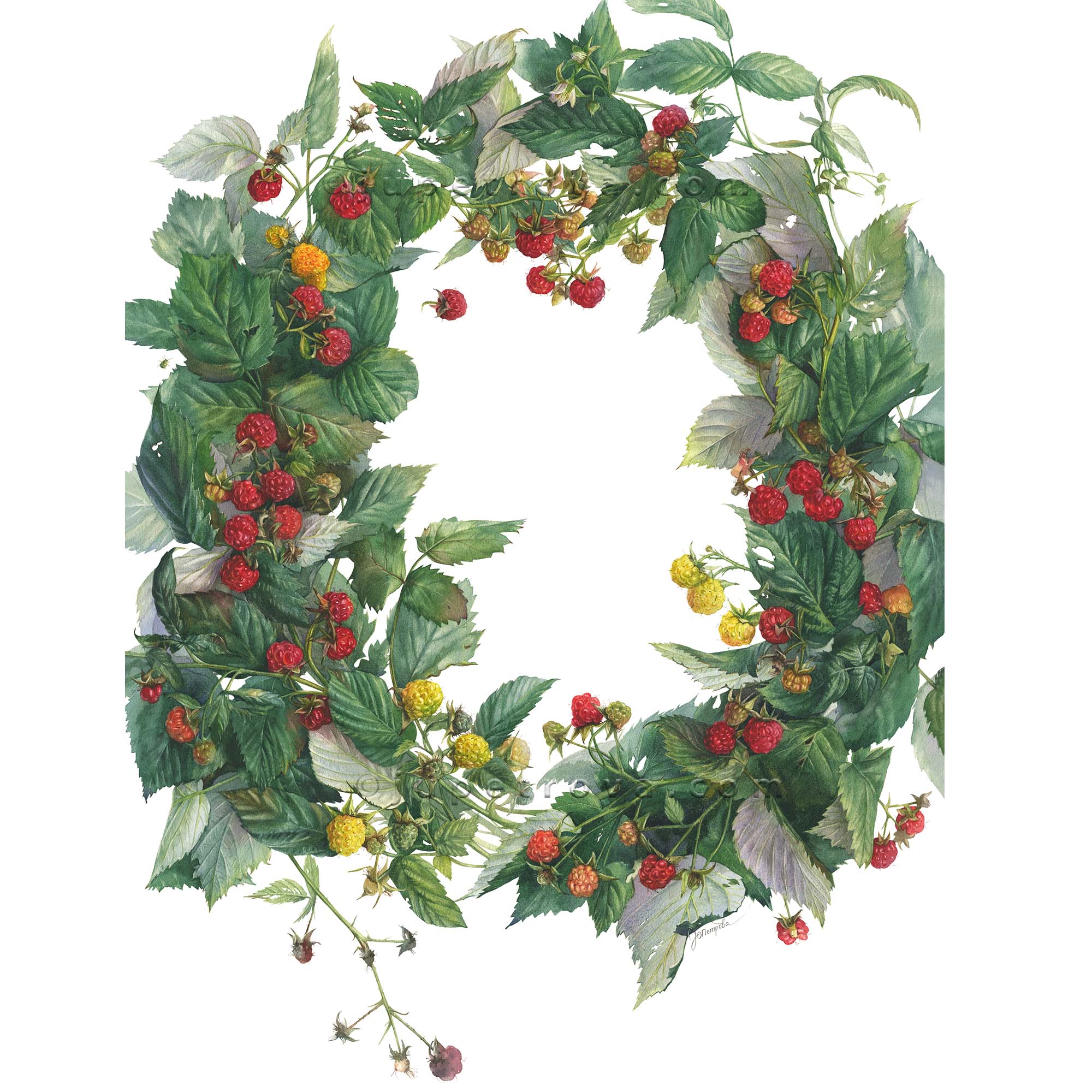 принт "Малиновый венок"