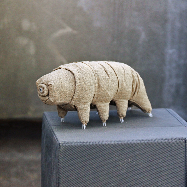 Тихоходка маленькая