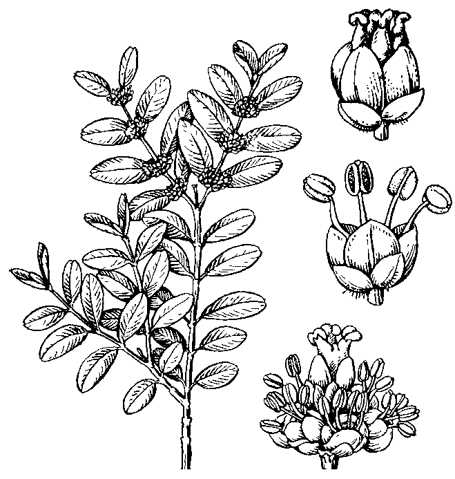 САМШИТ И ВОСК. БЕЛОЕ БОРДО 25/05/17