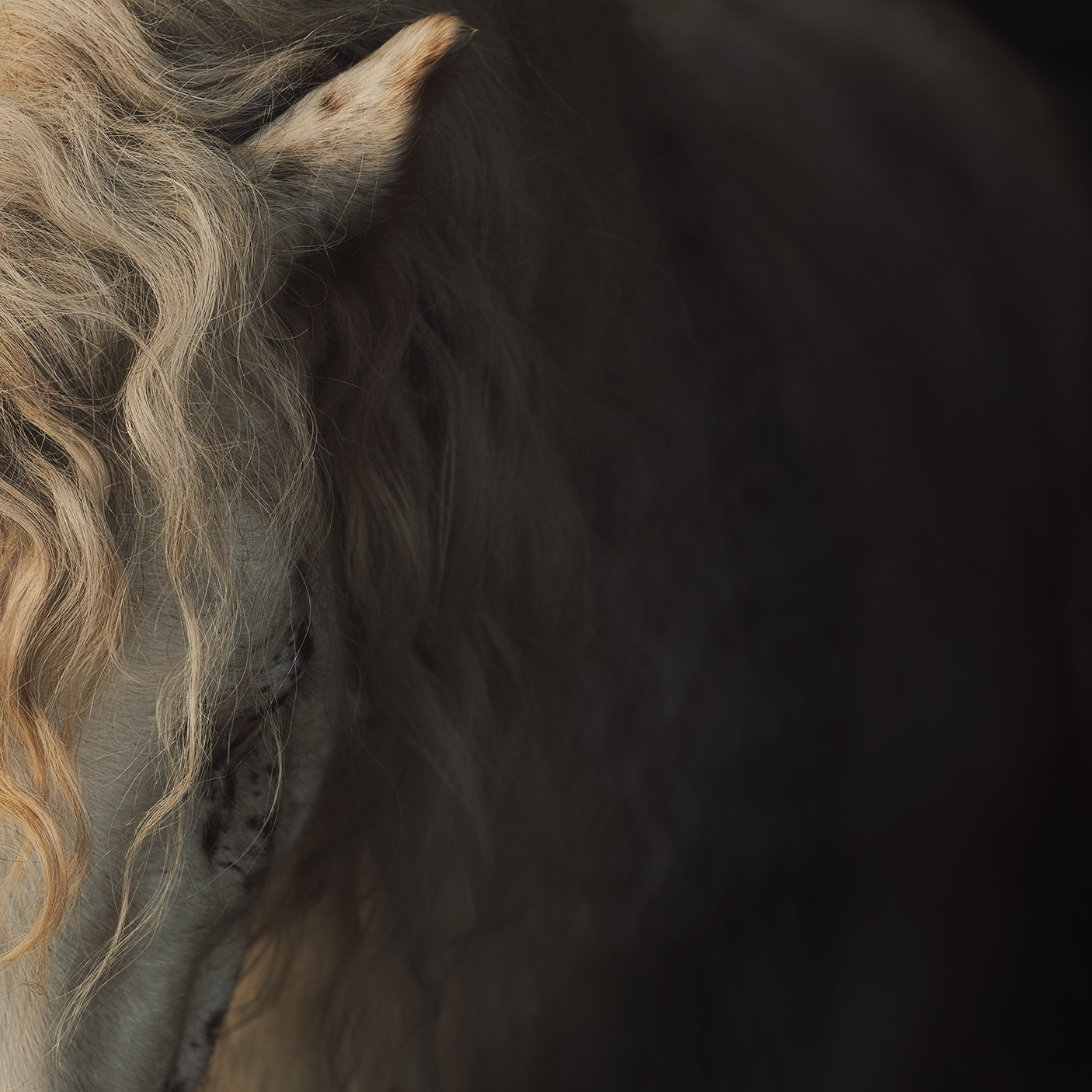 Съемка лошадей