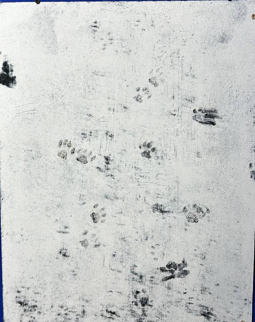 Коты - художники "Оставляли следы"