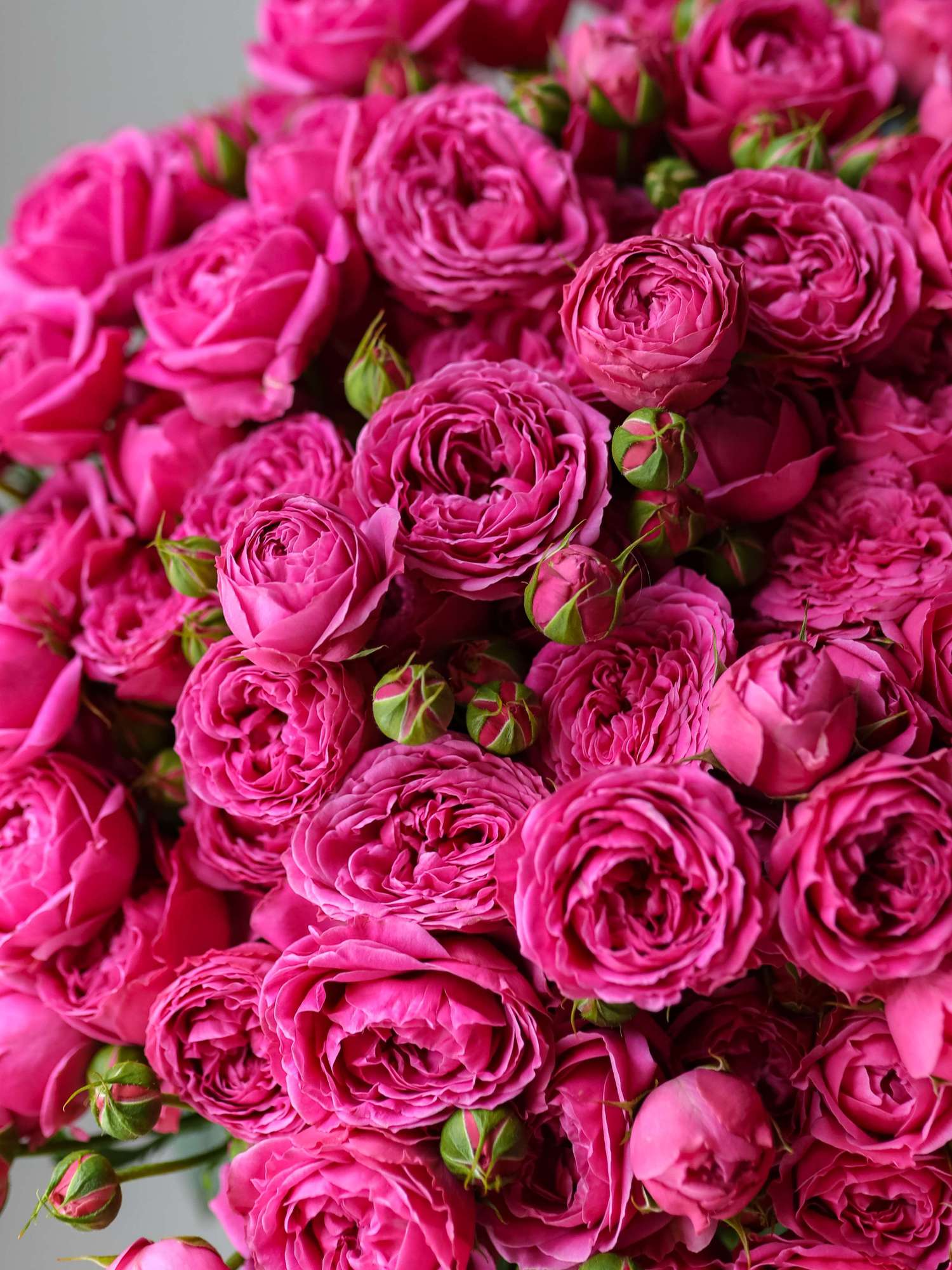 Кустовые пионовидные розы "Мисти Баблз"