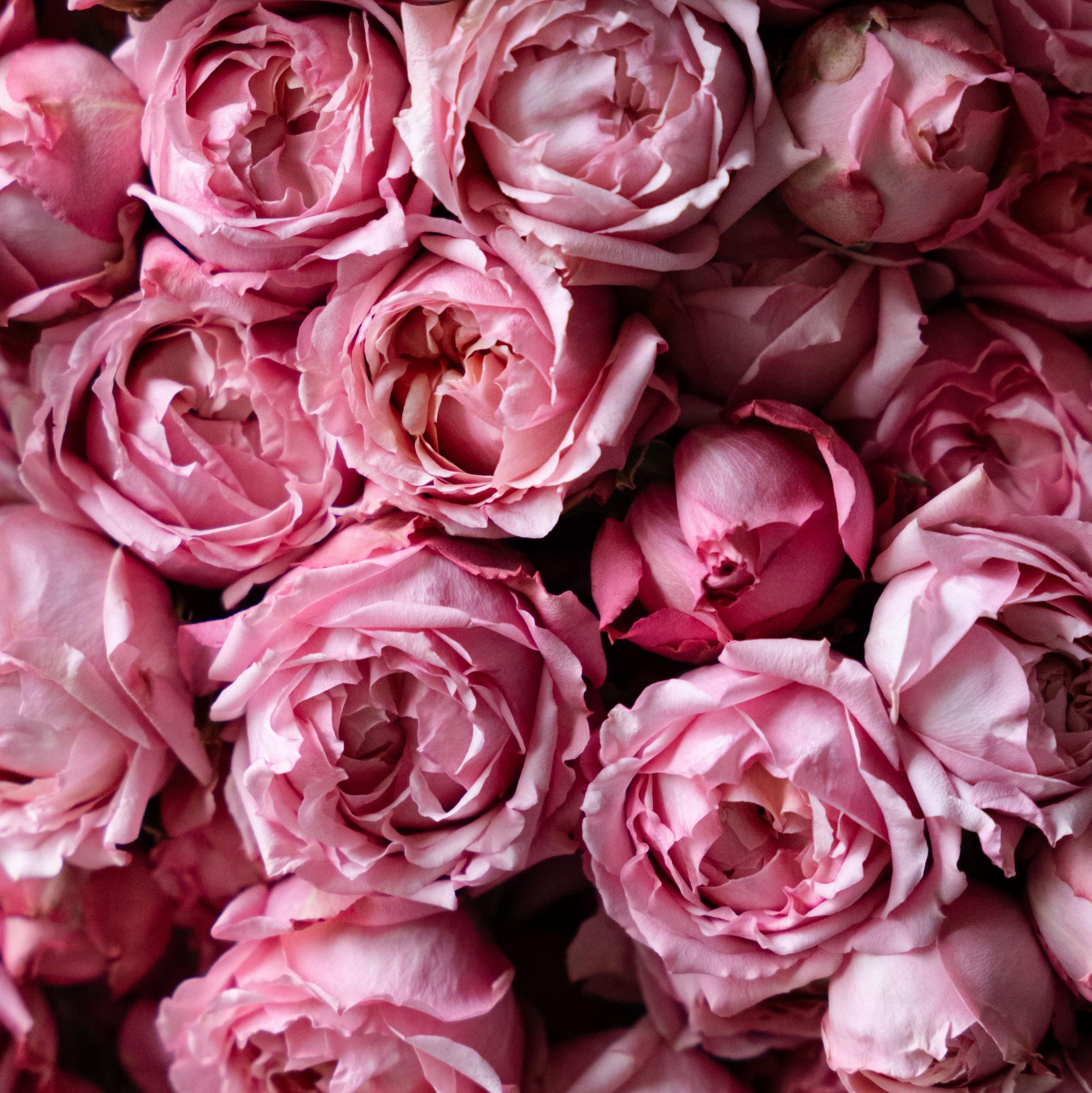 Кустовые пионовидные розы "Джульетта"