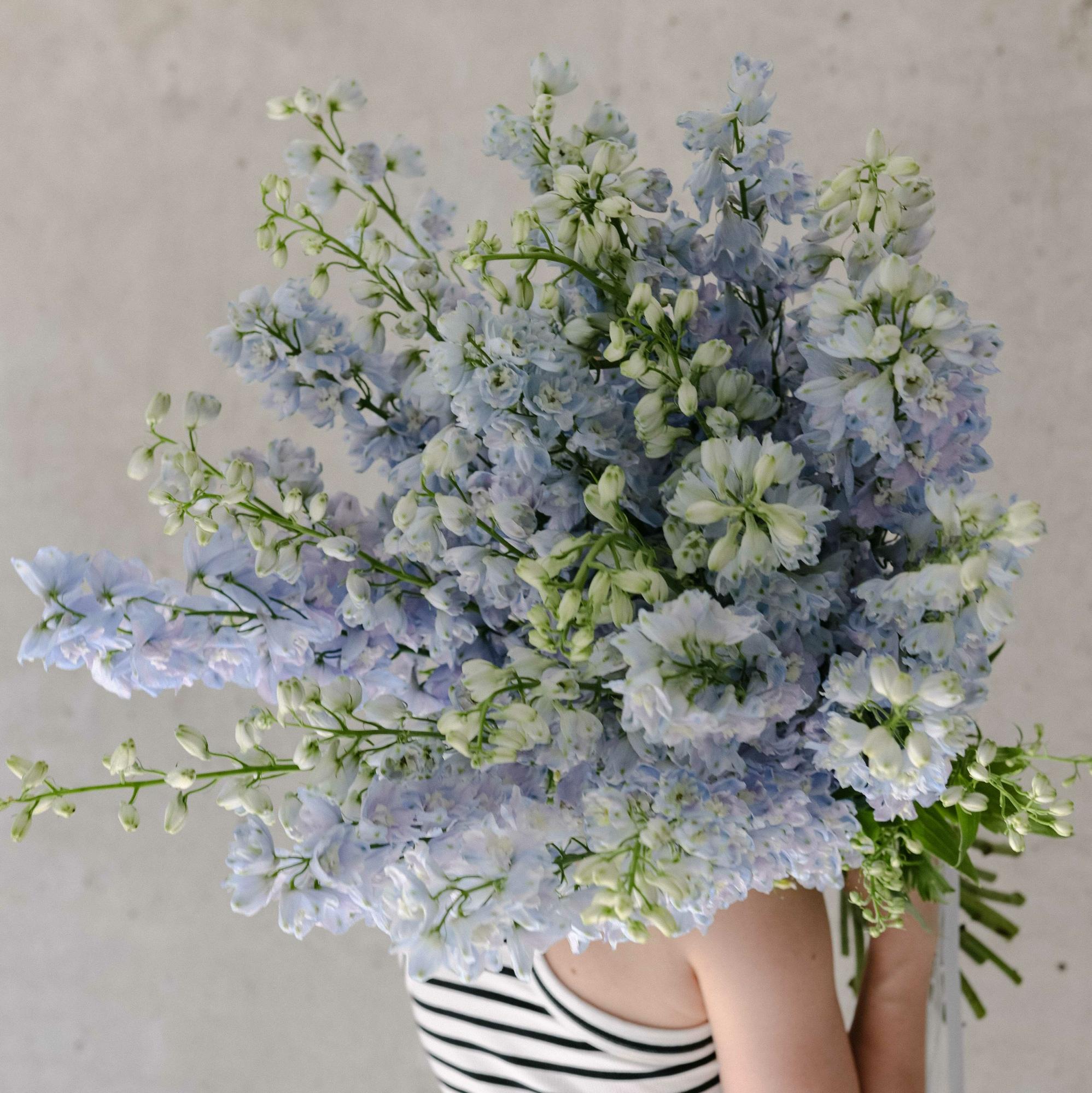 Дельфиниум