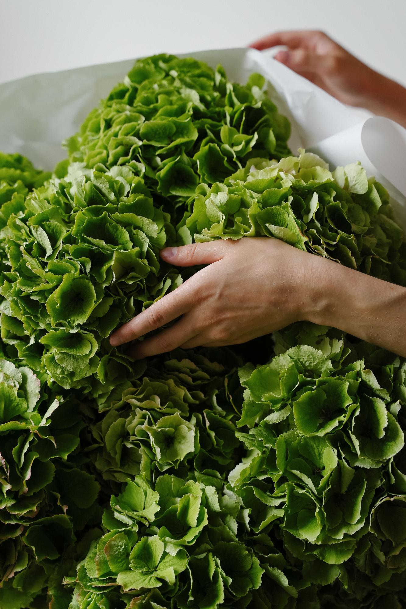 Гортензия "Пимпернел Классик"