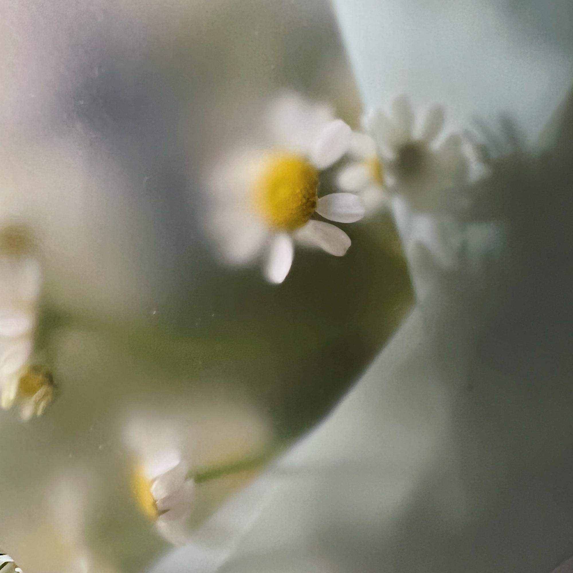 Дуо букет Ромашки & Оксипеталум