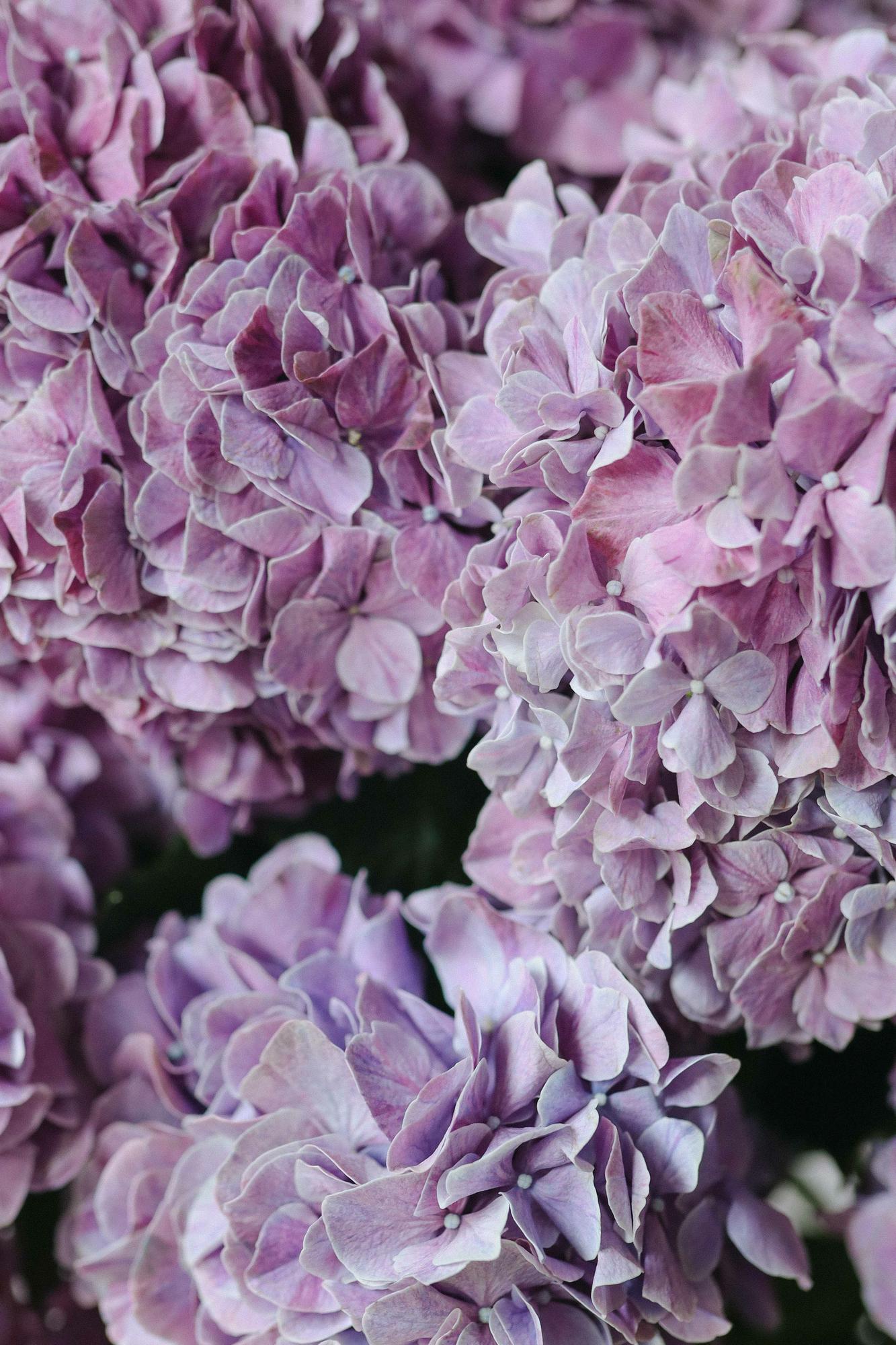 Гортензия "Антик Роуз"