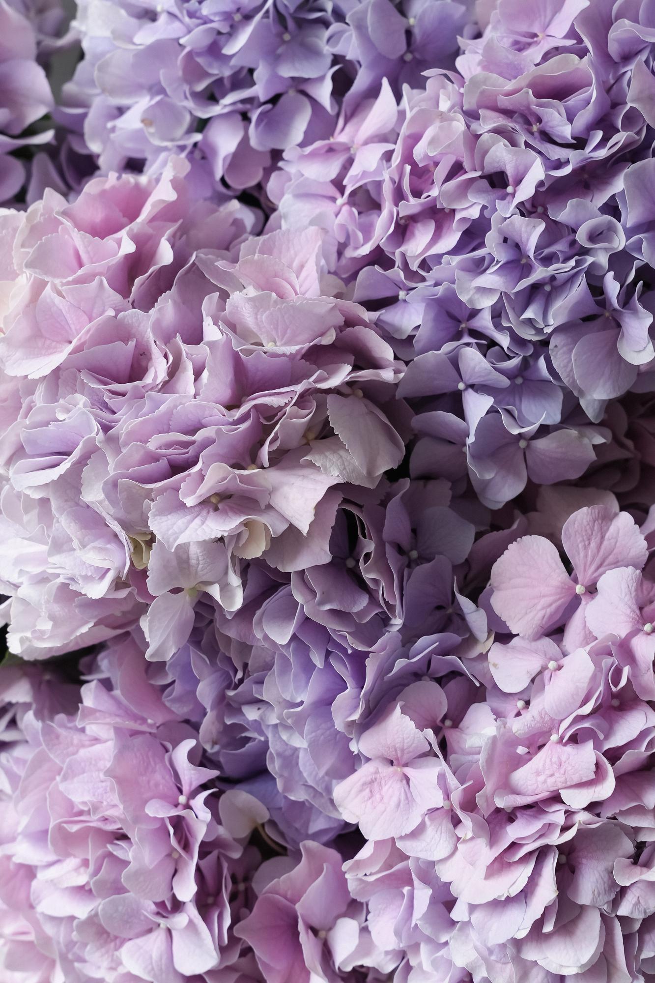 Гортензия "Роял Бенефит"