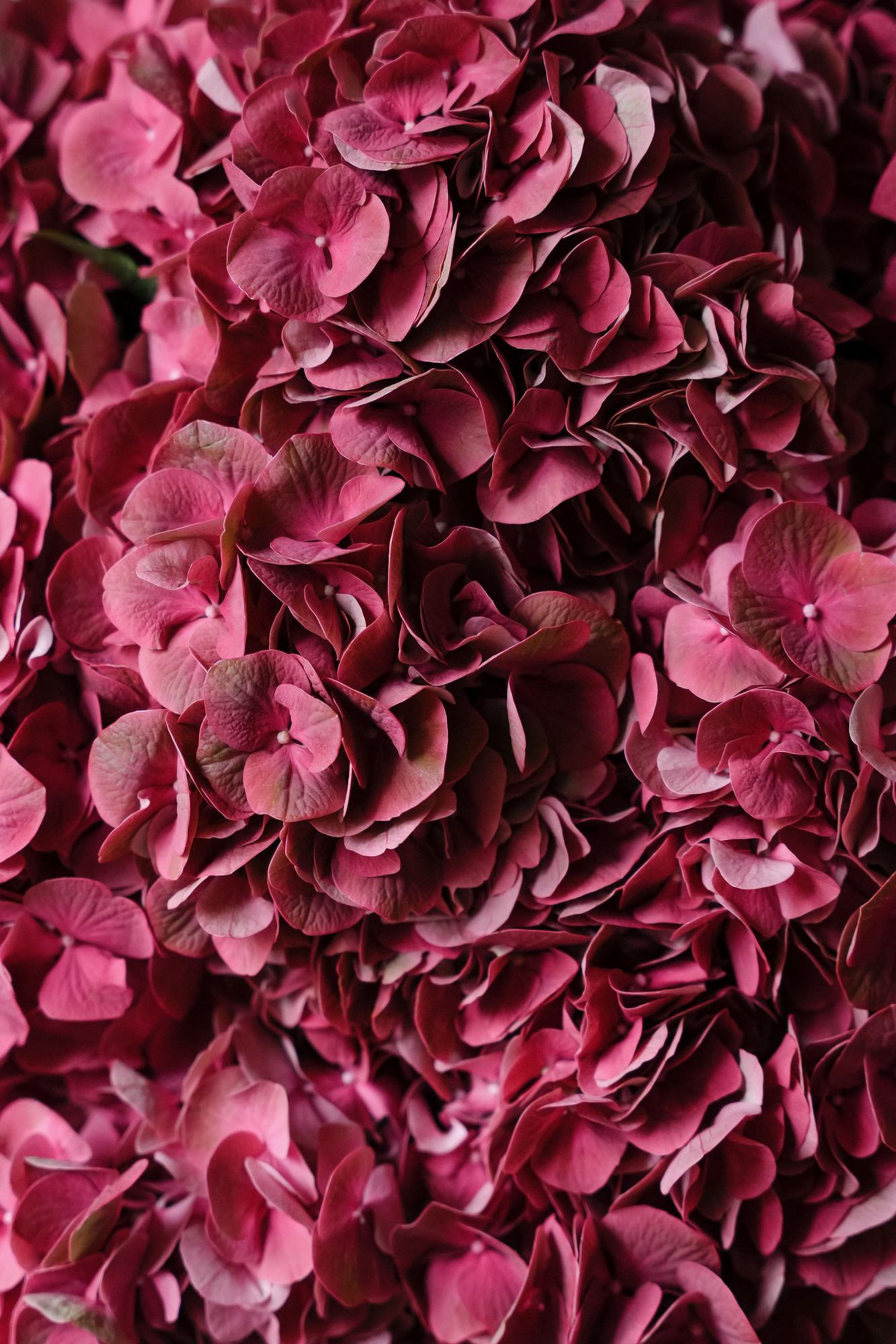 Гортензия "Пимпернел Браун"