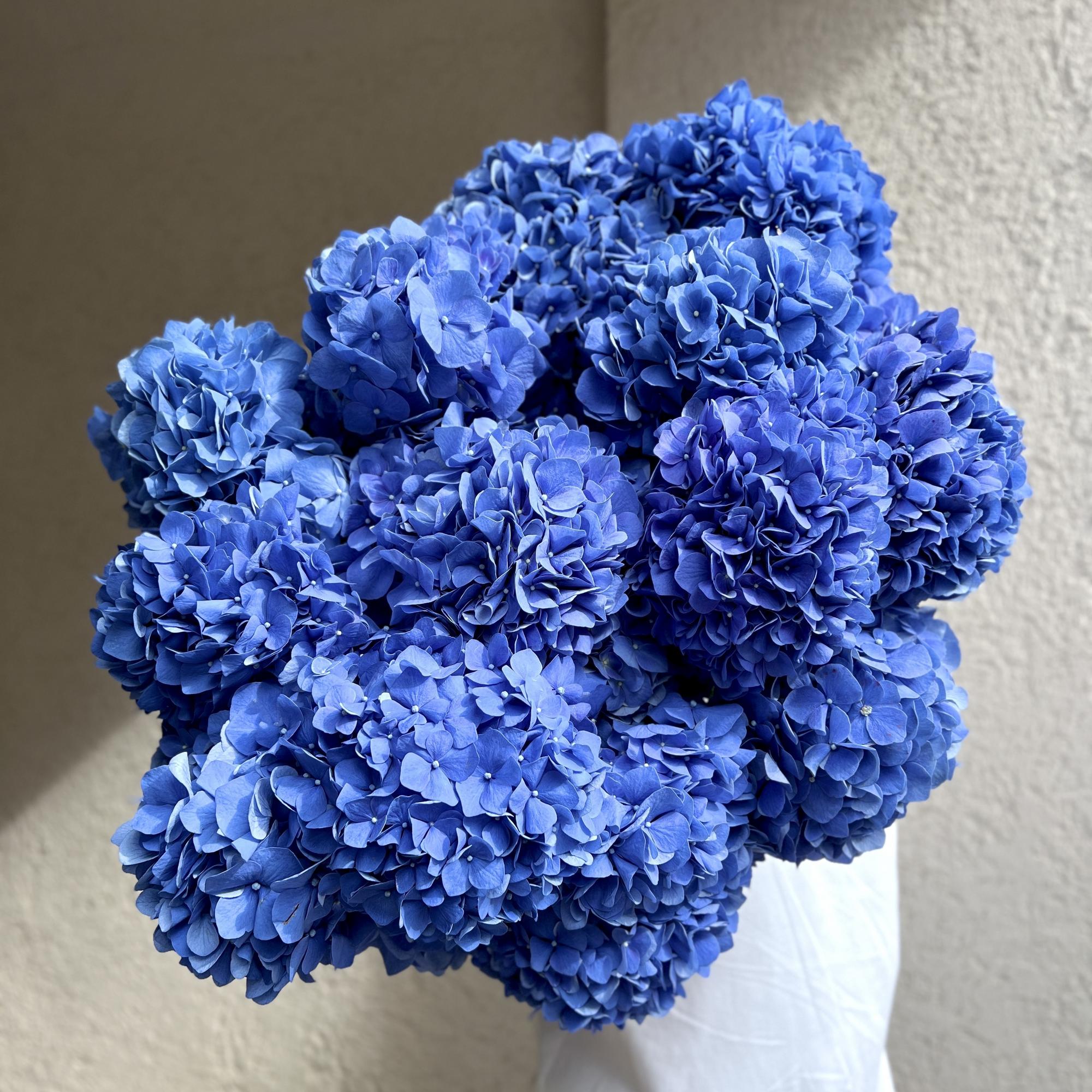 Гортензия "Ультрамарин"