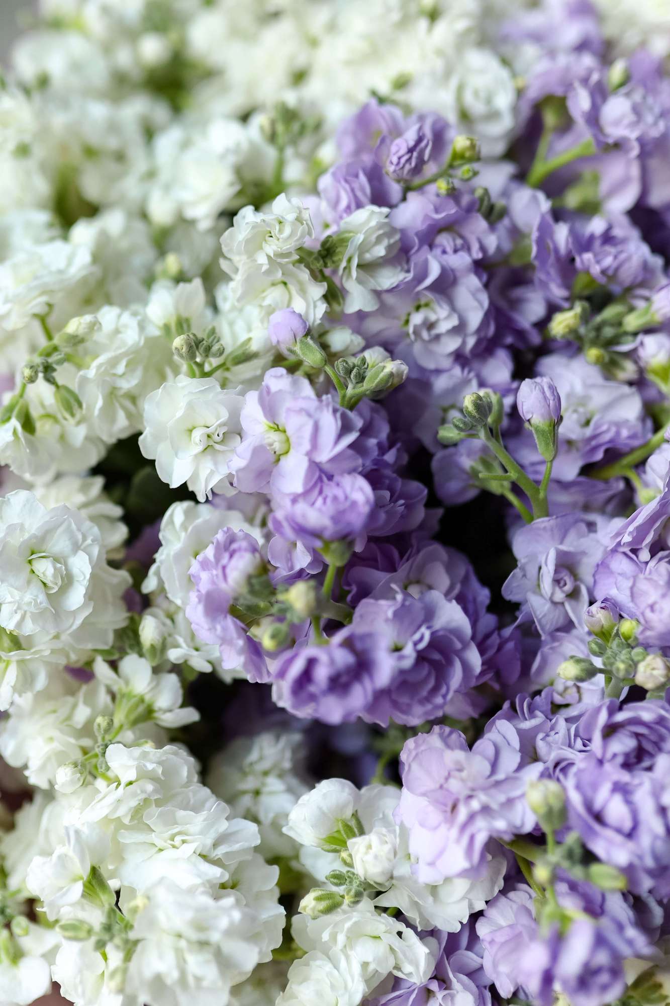 Микс кустовой маттиолы