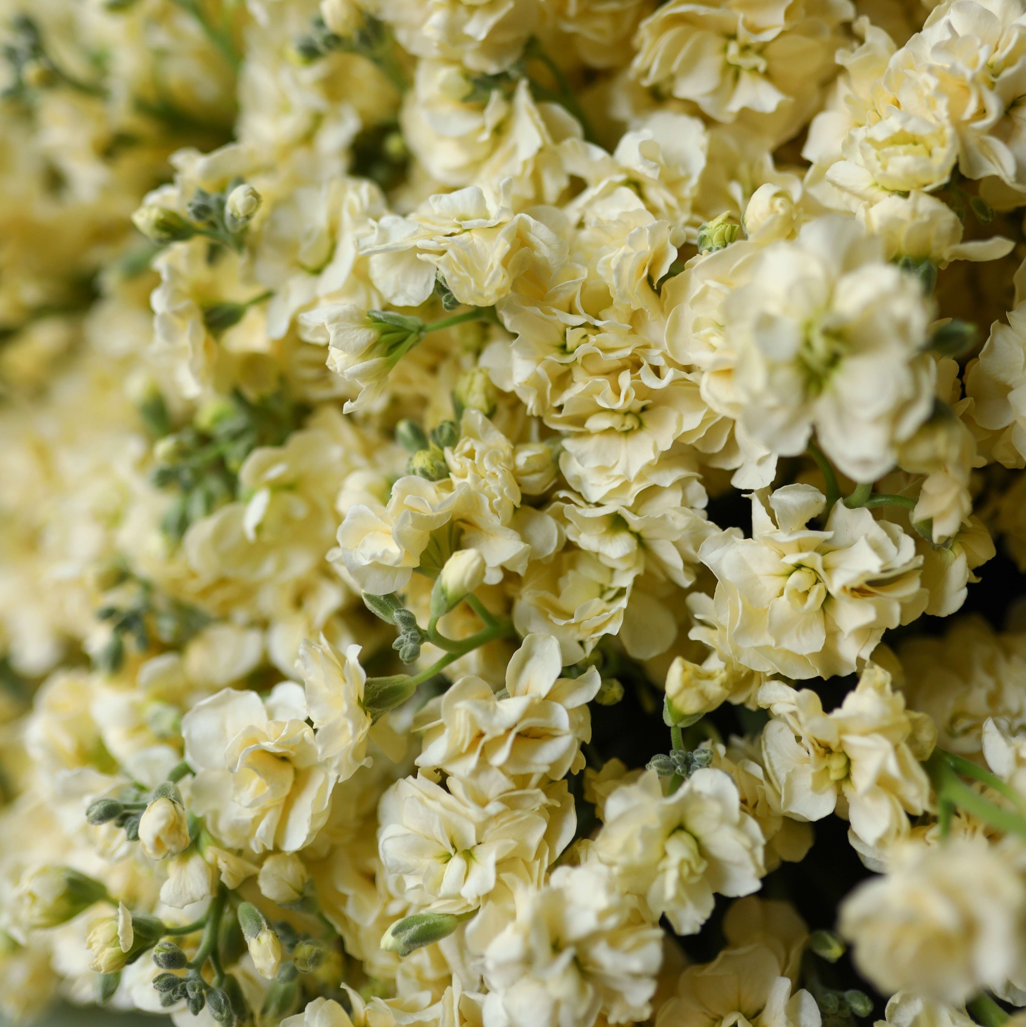 Лимонная кустовая маттиола