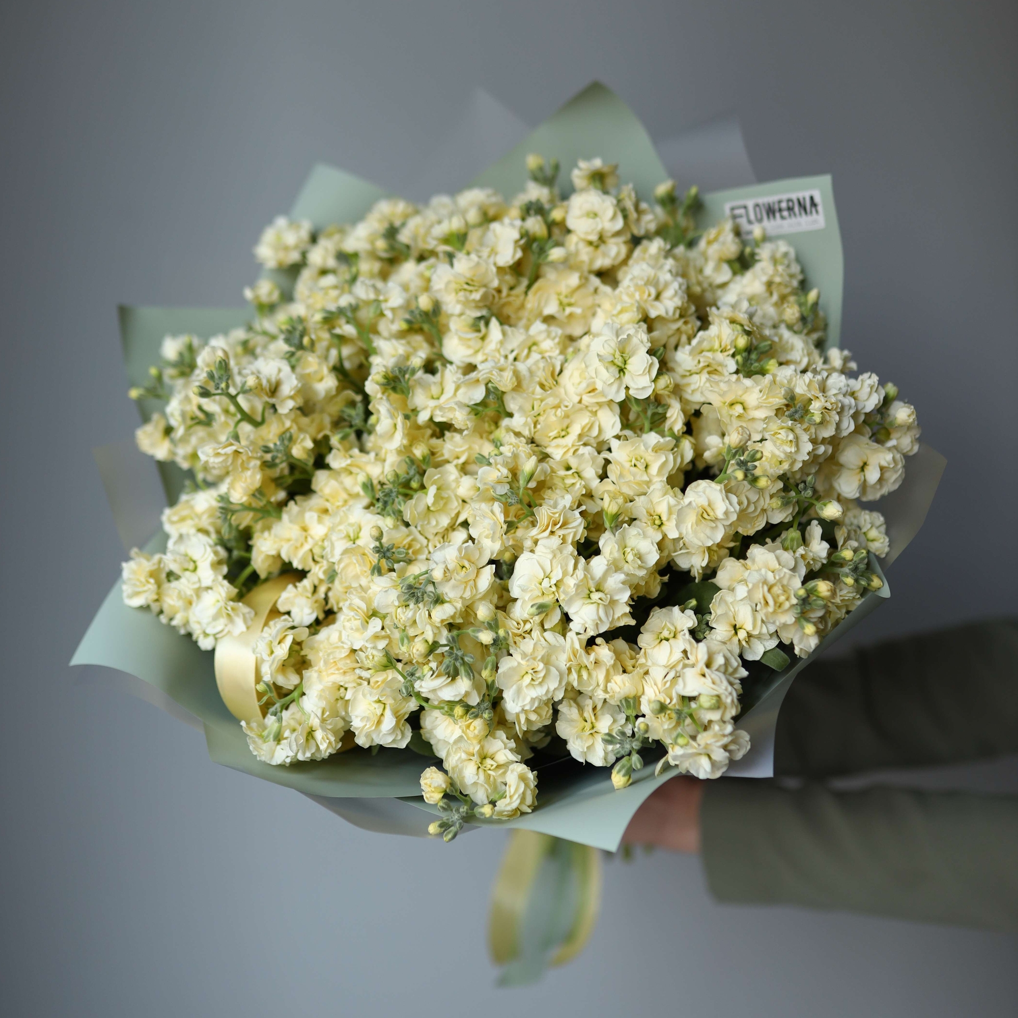 Лимонная кустовая маттиола