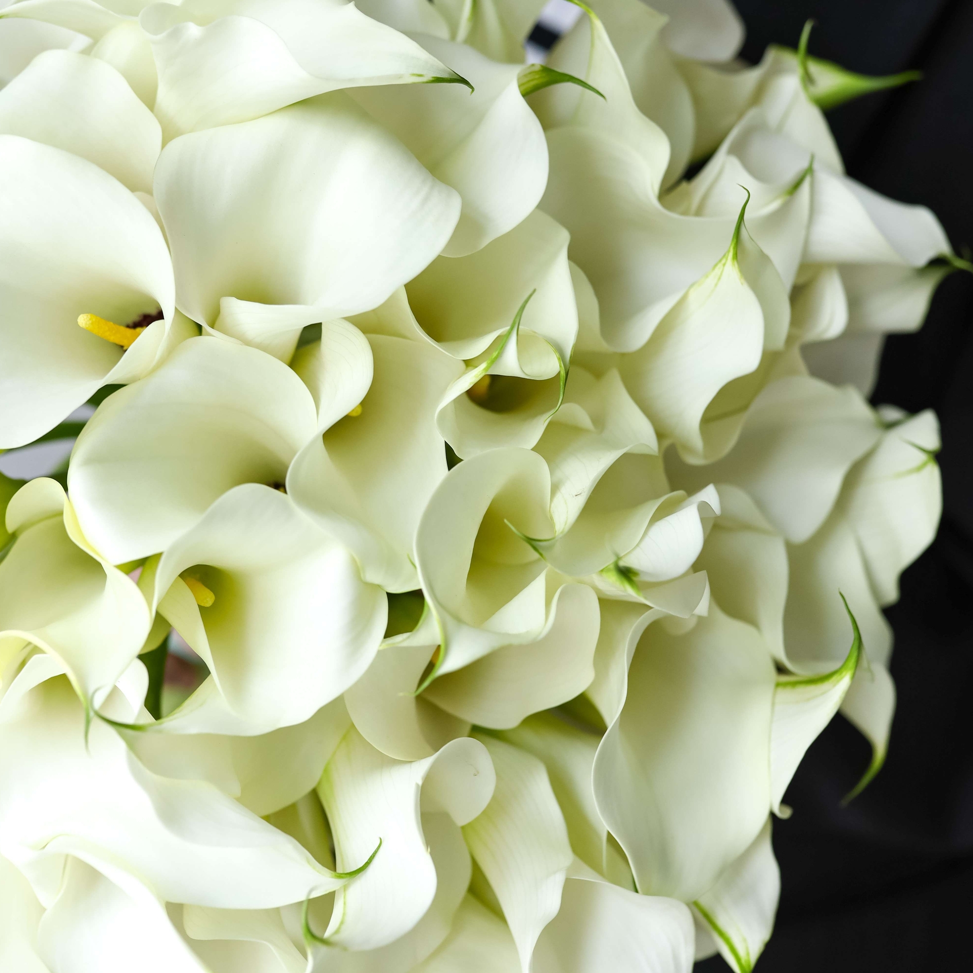 Каллы кремовые