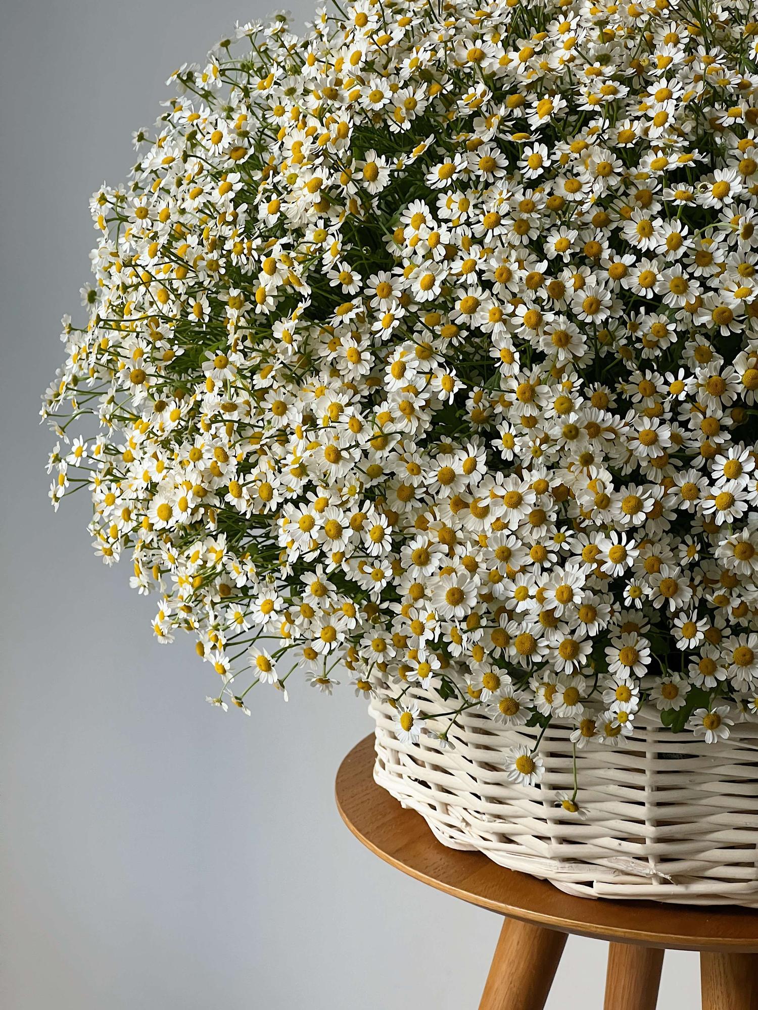 Корзина ромашек